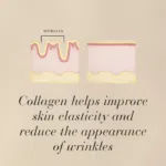 Diagram of skin with and without wrinkles displayed with text Collagen helps improve skin elasticity and reduce the appearance of wrinkles.