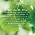 Benefits of the bright green ginkgo biloba leaves.