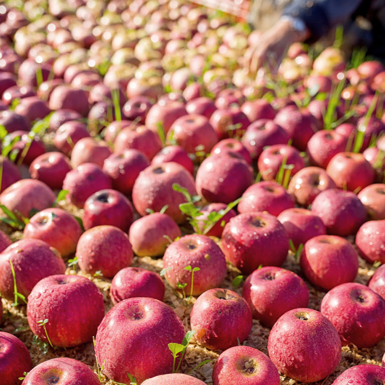 Annurca apples laid out to dry.