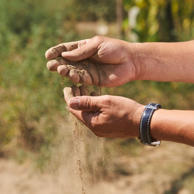 Hands touching soil, exploring texture.