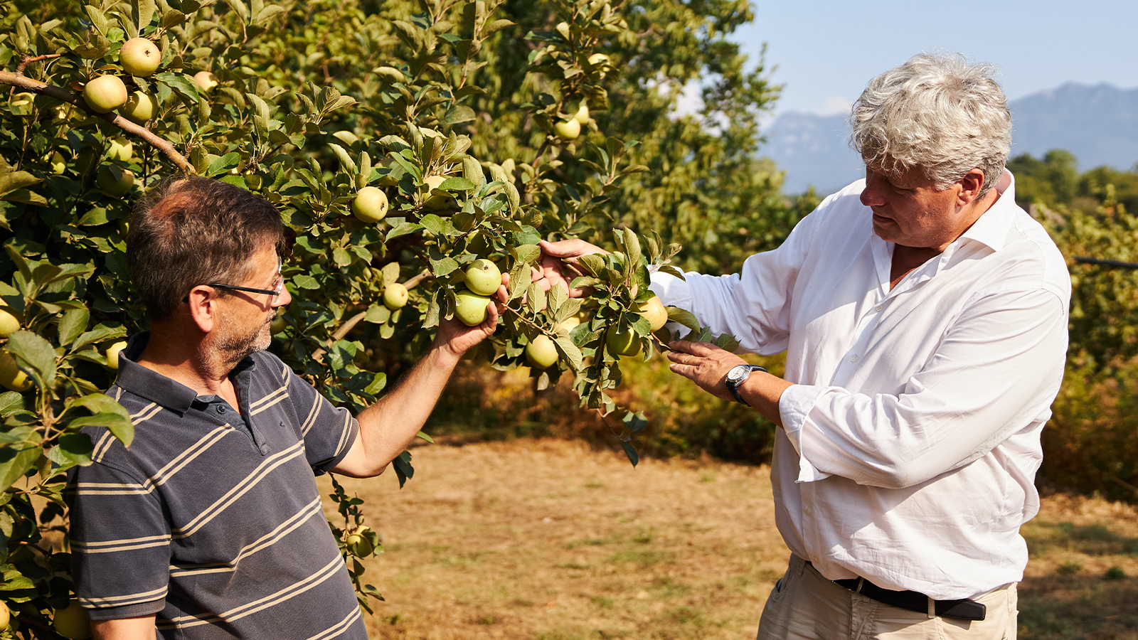 Founding story 9 CEO Karl Kristian Bergman-Jensen and product developer François Gerard inspecting fresh Annurca apples outdoors.