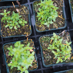 Herbal Schools 37 Green plants with fresh leaves.