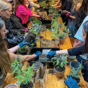 Herbal Schools 7 People gardening and experimenting with herbs at a herbal school event, learning about plant care and uses.