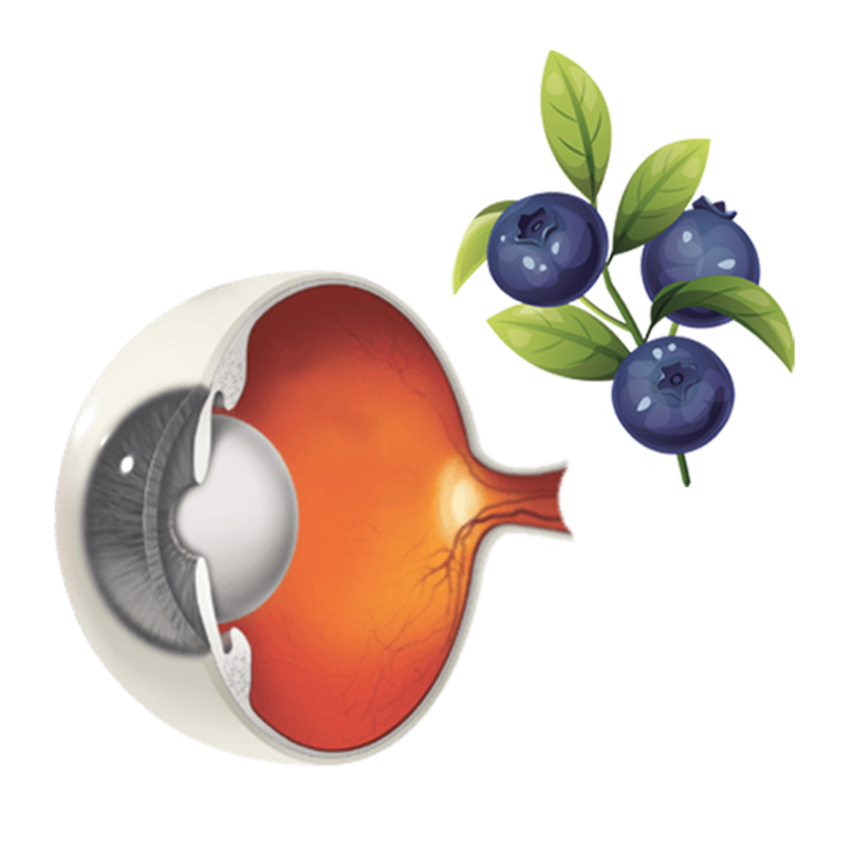 An ullustration of the eyeball and the real swedish blueberries used in Blue Berry Eyebright products