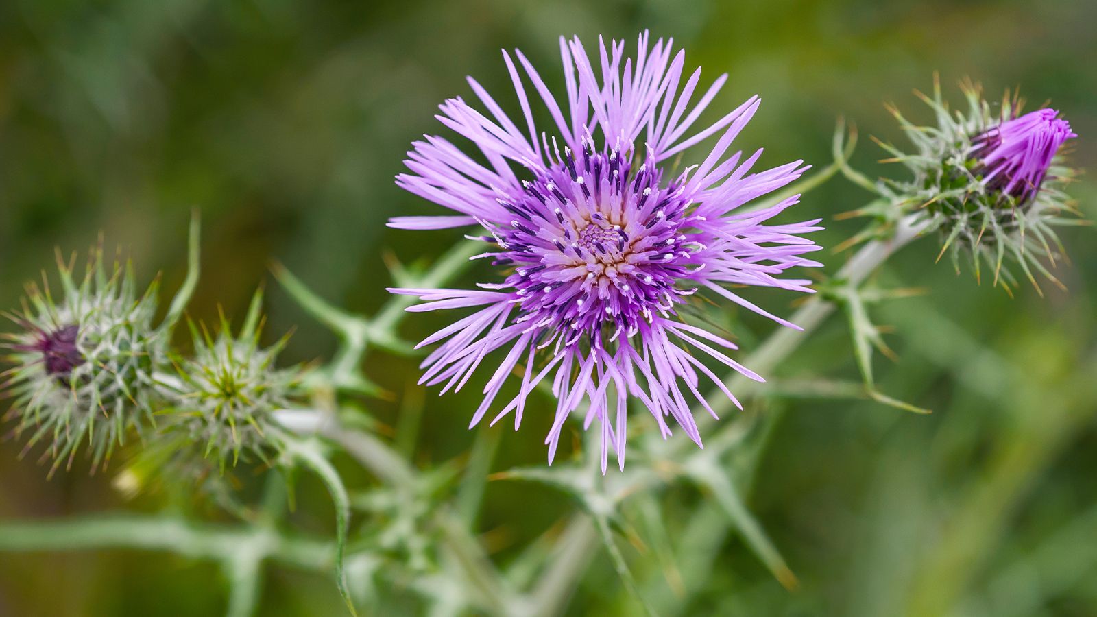 Herbal Schools 41 A close-up of a milk thistle flower with spiky leaves and a purple bloom.
